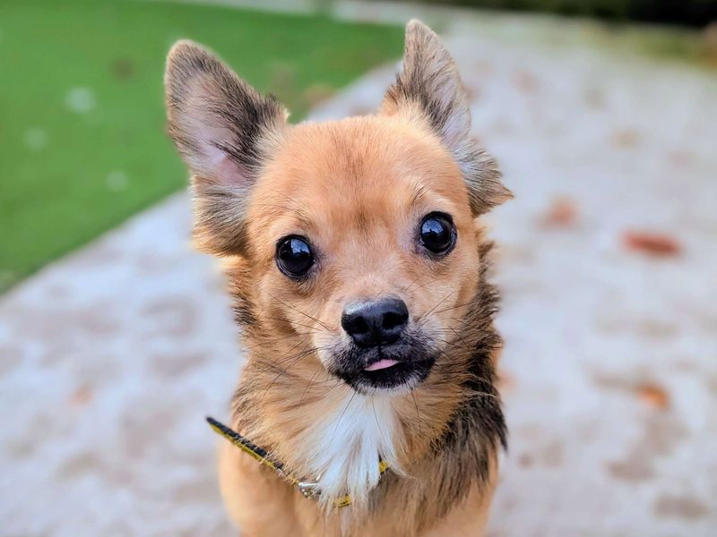 Chihuahua for adoption in Cardiff, Glamorgan – 3 years old