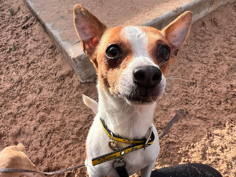 Jack Russell Terrier for adoption in Cardiff, Glamorgan – 5 years old