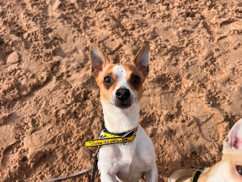 Jack Russell Terrier for adoption in Cardiff, Glamorgan – 5 years old - Image 4 of 4