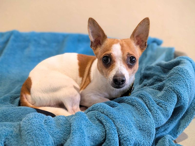 Jack Russell Terrier for adoption in Cardiff, Glamorgan – 5 years old - Image 2 of 4