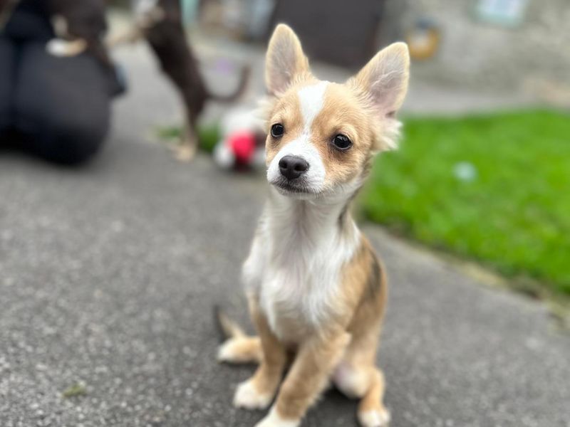 Chihuahua for adoption in Mid Glamorgan, Wales – 5 months old