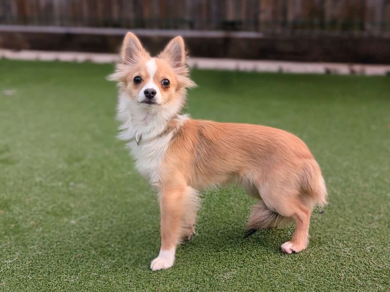 Pablo, a 8 months old male Chihuahua available for adoption from Dogs Trust in Splott, Wales