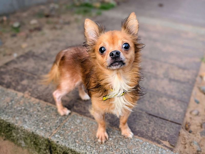 Chihuahua for adoption in Cardiff, Glamorgan – 8 years old - Image 3 of 4