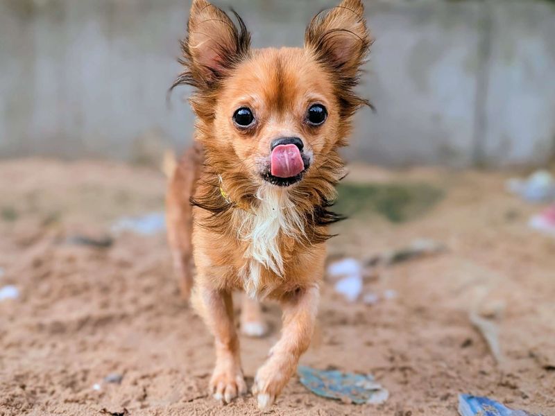 Chihuahua for adoption in Cardiff, Glamorgan – 8 years old - Image 2 of 4