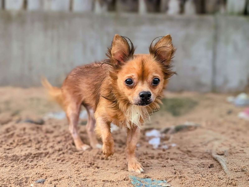 Chihuahua for adoption in Cardiff, Glamorgan – 8 years old - Image 4 of 4