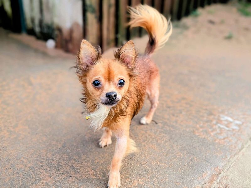 Chihuahua for adoption in Cardiff, Glamorgan – 8 years old