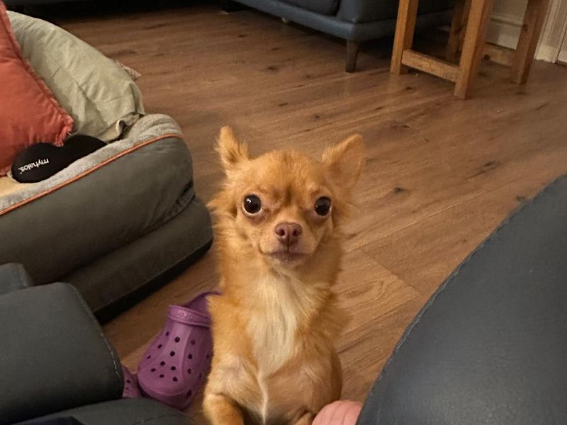 Chihuahua for adoption in Mid Glamorgan, Wales – 3 years old