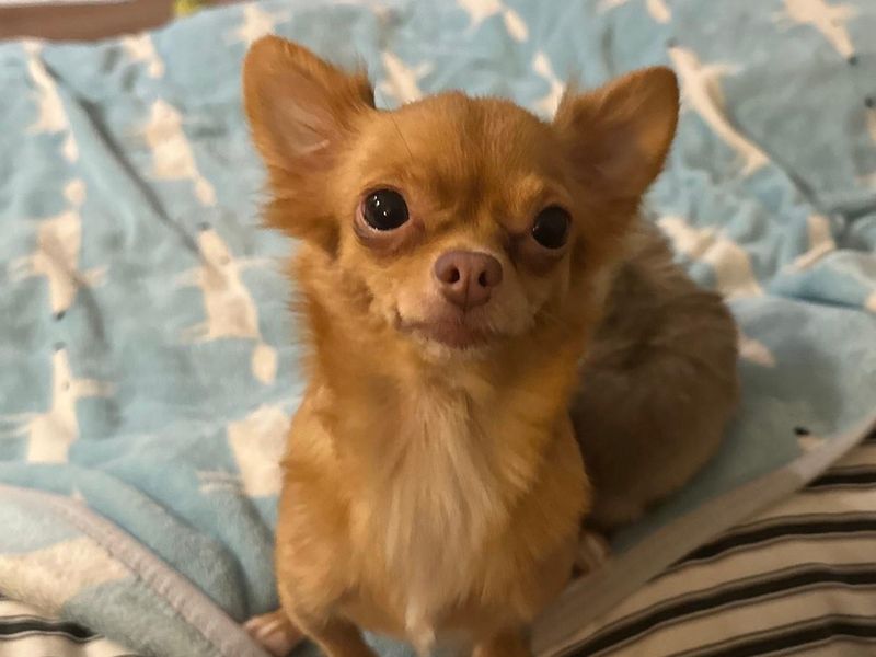 Taylor, a 4 years old female Unknown available for adoption from Dogs Trust in Bridgend, Wales
