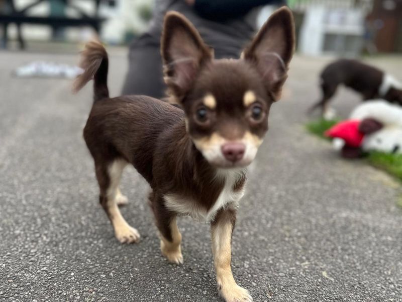 Chihuahua for adoption in Mid Glamorgan, Wales – 5 months old