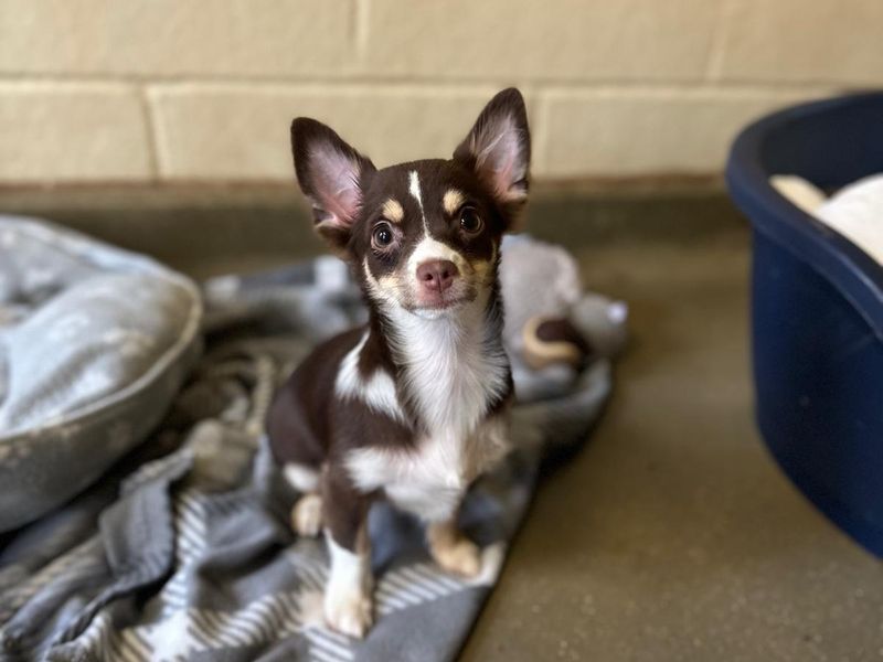 Chihuahua for adoption in Mid Glamorgan, Wales – 5 months old