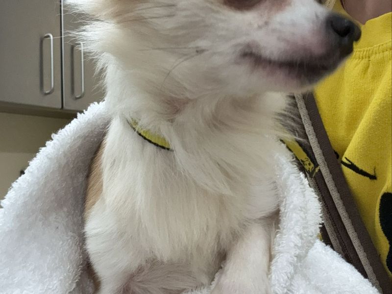 Chihuahua for adoption in Cardiff, Glamorgan – 2 years old - Image 4 of 4