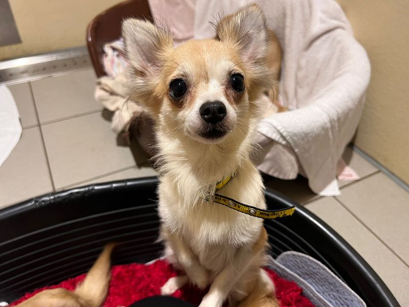 Chihuahua for adoption in Cardiff, Glamorgan – 2 years old - Image 2 of 4