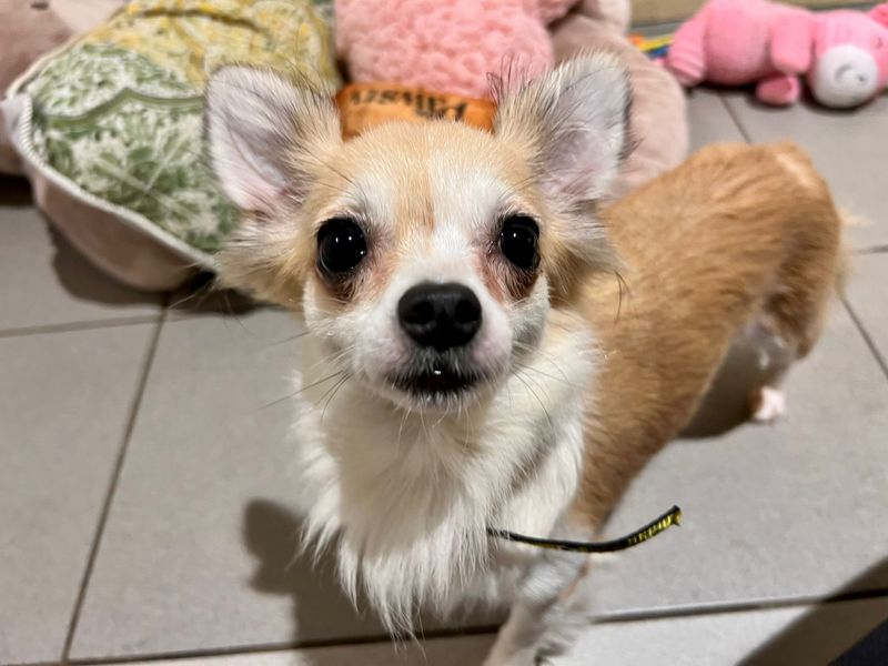 Chihuahua for adoption in Cardiff, Glamorgan – 2 years old - Image 3 of 4