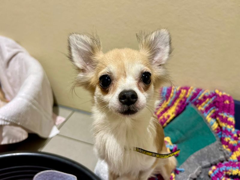Chihuahua for adoption in Cardiff, Glamorgan – 2 years old