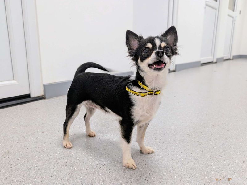 Chihuahua for adoption in Cardiff, Glamorgan – 3 years old - Image 2 of 3