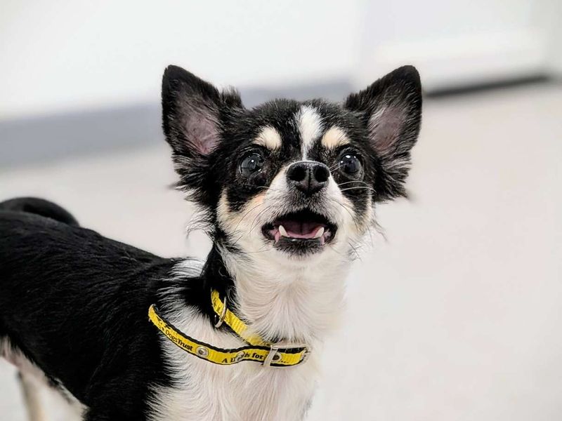 Chihuahua for adoption in Cardiff, Glamorgan – 3 years old