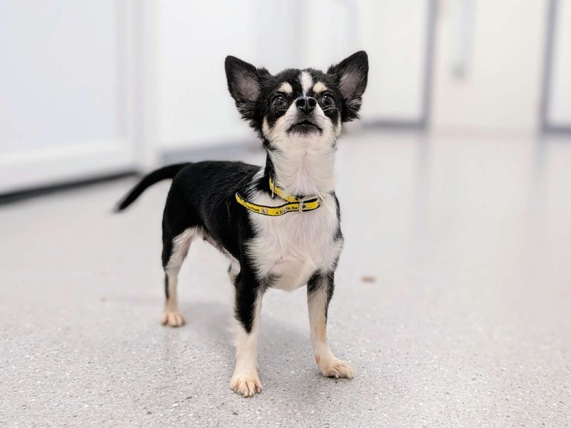 Chihuahua for adoption in Cardiff, Glamorgan – 3 years old - Image 3 of 3