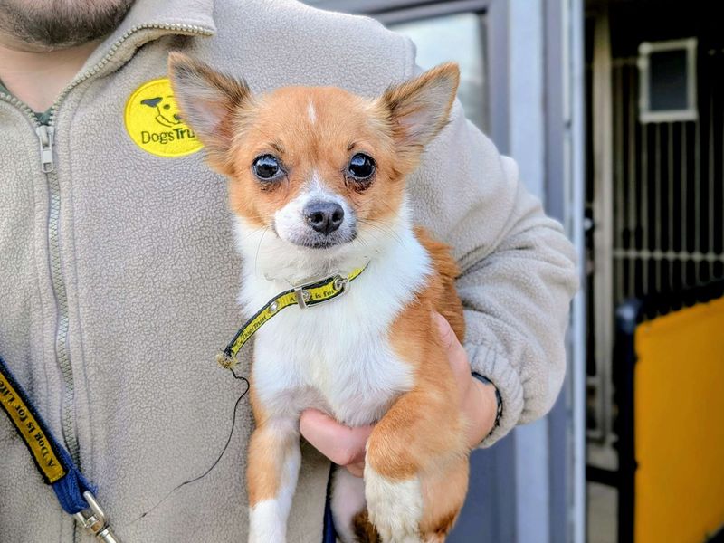 Chihuahua for adoption in Cardiff, Glamorgan – 1 year old