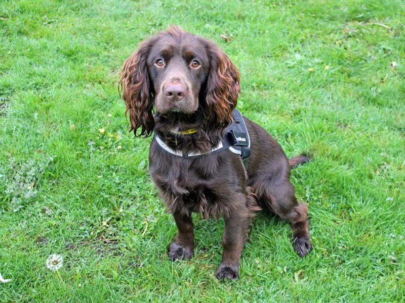 Cocker Spaniel for adoption in Liverpool, Merseyside – 1 year old - Image 2 of 4