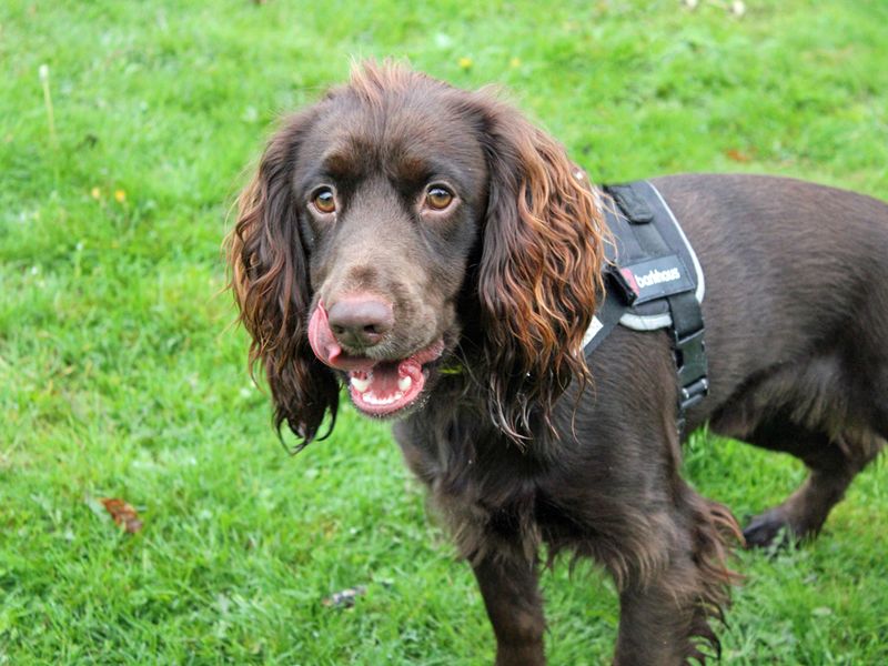 Cocker Spaniel for adoption in Liverpool, Merseyside – 1 year old - Image 4 of 4