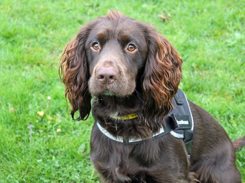 Cocker Spaniel for adoption in Liverpool, Merseyside – 1 year old