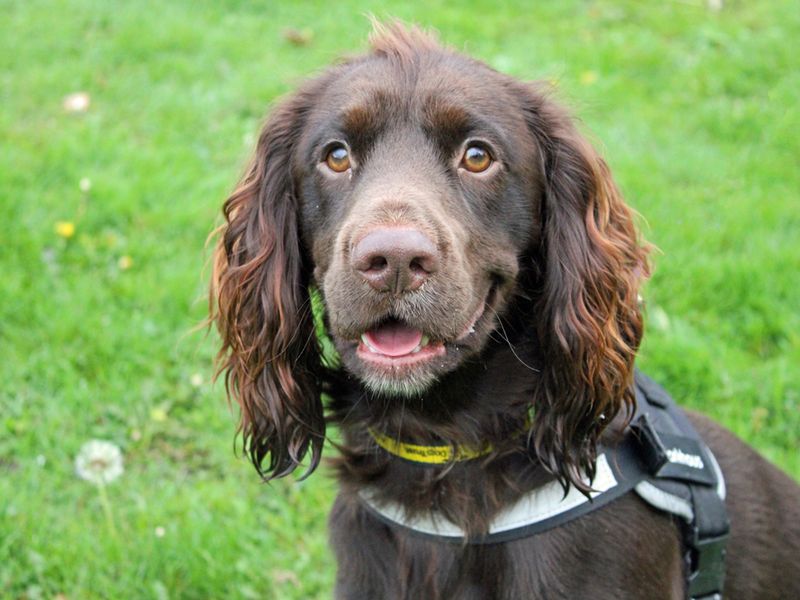 Cocker Spaniel for adoption in Liverpool, Merseyside – 1 year old - Image 3 of 4