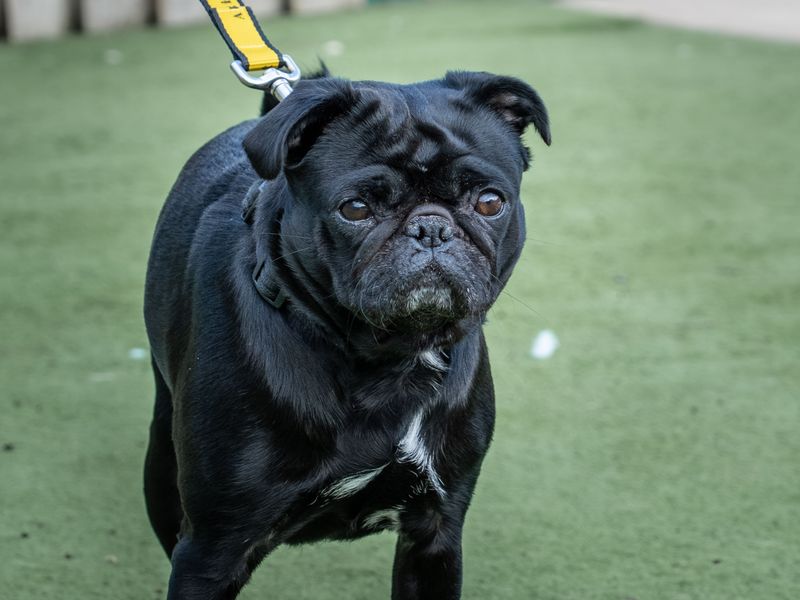 Pug for adoption in Wymeswold, Leicestershire – 4 years old - Image 2 of 3