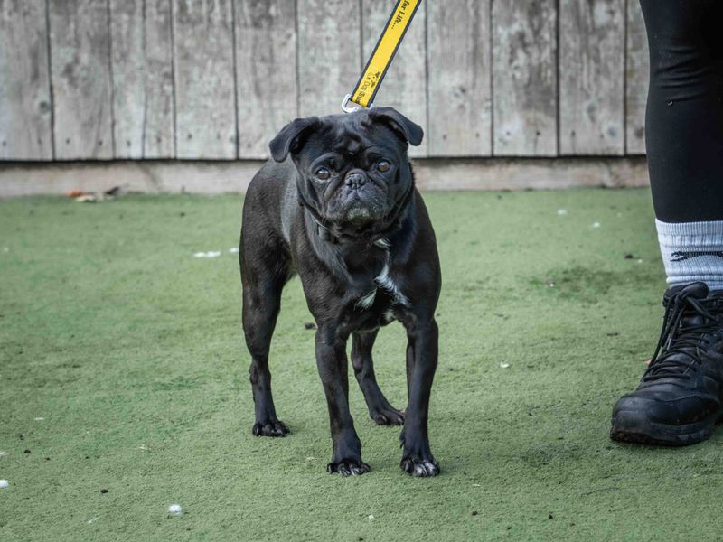 Pug for adoption in Wymeswold, Leicestershire – 4 years old - Image 3 of 3