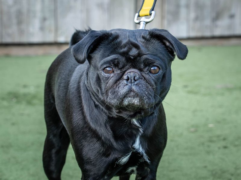 Pug for adoption in Wymeswold, Leicestershire – 4 years old