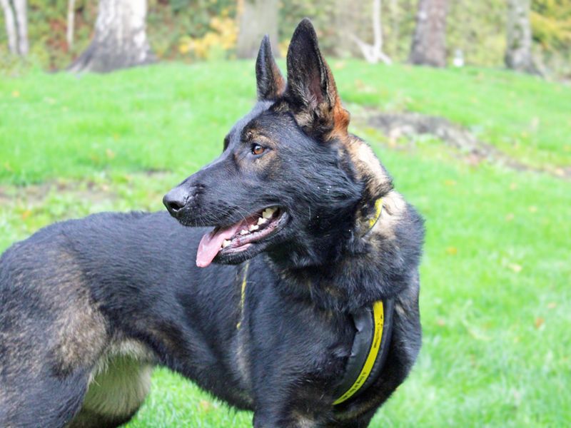 German Shepherd for adoption in Liverpool, Merseyside – 1 year old
