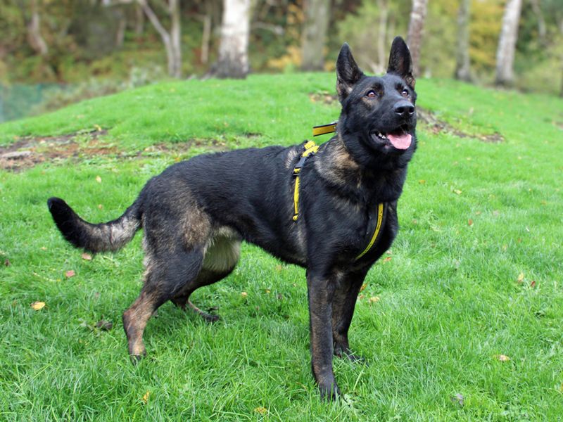 German Shepherd for adoption in Liverpool, Merseyside – 1 year old - Image 3 of 3