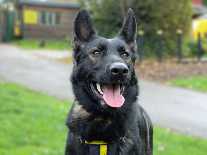 German Shepherd for adoption in Liverpool, Merseyside – 1 year old - Image 2 of 3