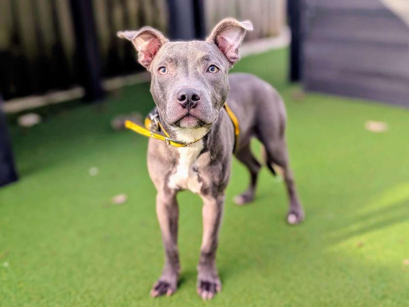 Staffordshire Bull Terrier for adoption in Cardiff, Glamorgan – 8 months old - Image 2 of 5