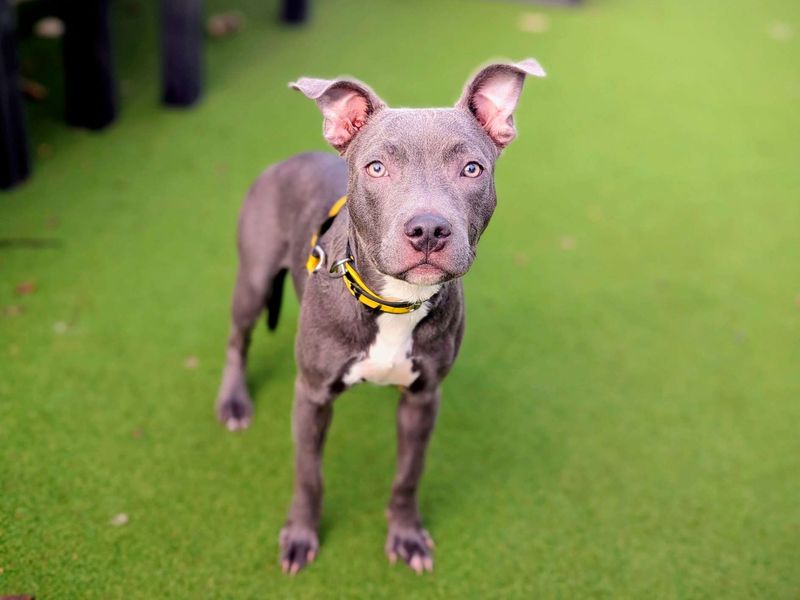 Staffordshire Bull Terrier for adoption in Cardiff, Glamorgan – 8 months old - Image 5 of 5