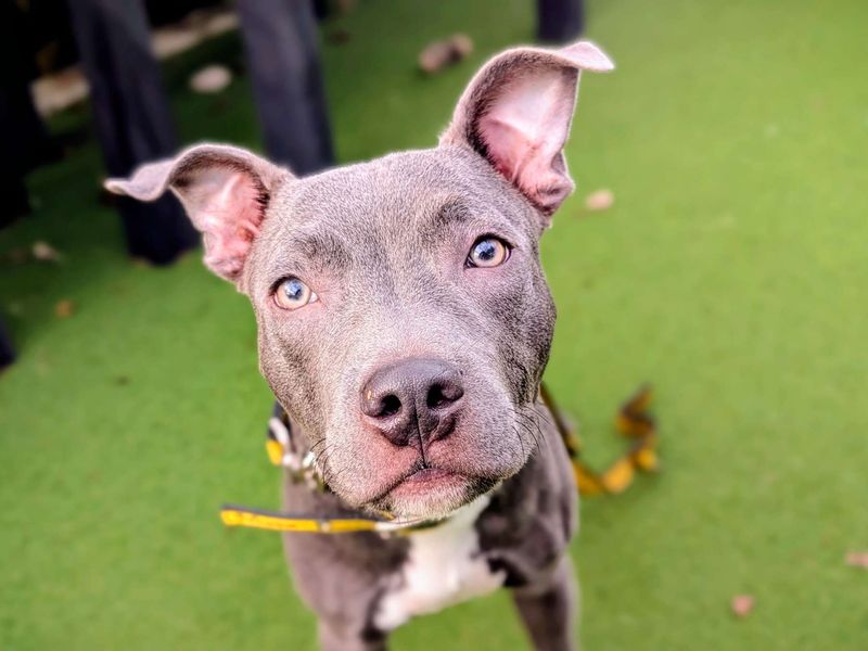 Staffordshire Bull Terrier for adoption in Cardiff, Glamorgan – 8 months old - Image 4 of 5