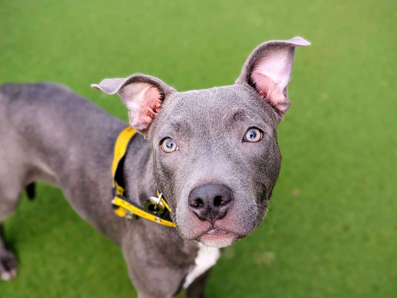 Staffordshire Bull Terrier for adoption in Cardiff, Glamorgan – 8 months old - Image 3 of 5