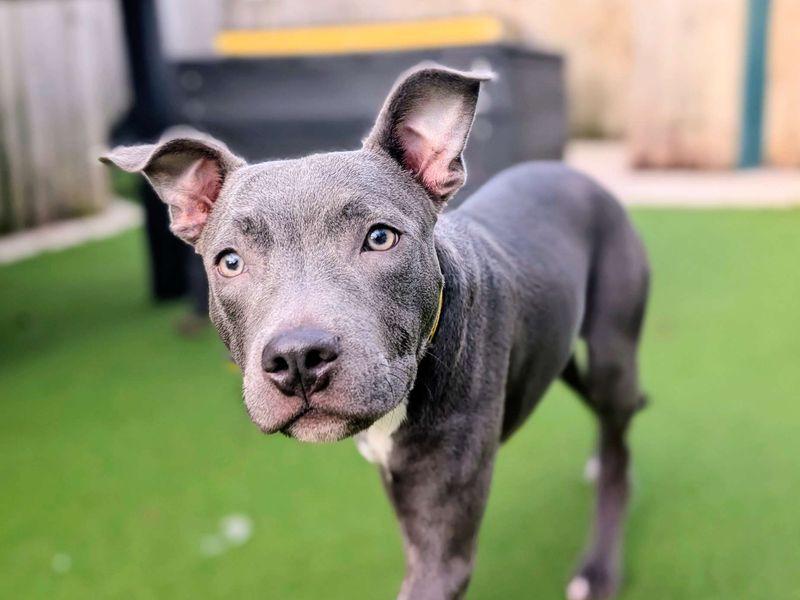 Staffordshire Bull Terrier for adoption in Cardiff, Glamorgan – 6 months old