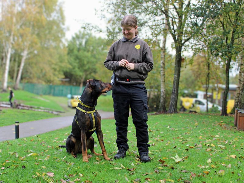 Doberman for adoption in Liverpool, Merseyside – 2 years old - Image 4 of 4
