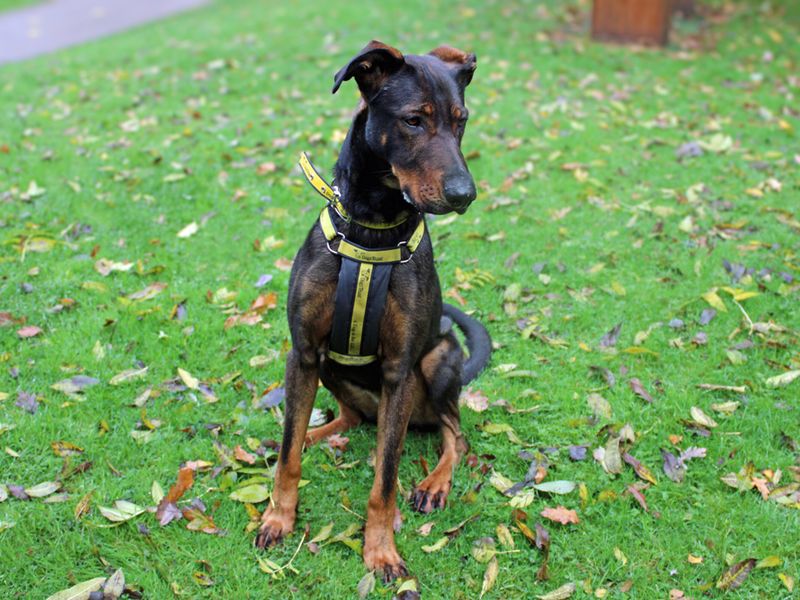 Doberman for adoption in Liverpool, Merseyside – 2 years old - Image 3 of 4