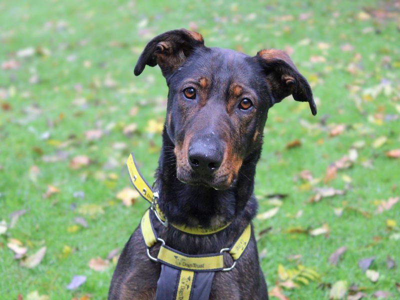 Doberman for adoption in Liverpool, Merseyside – 2 years old - Image 2 of 4
