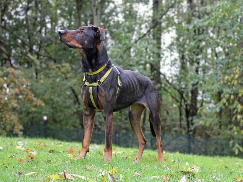 Doberman for adoption in Liverpool, Merseyside – 2 years old