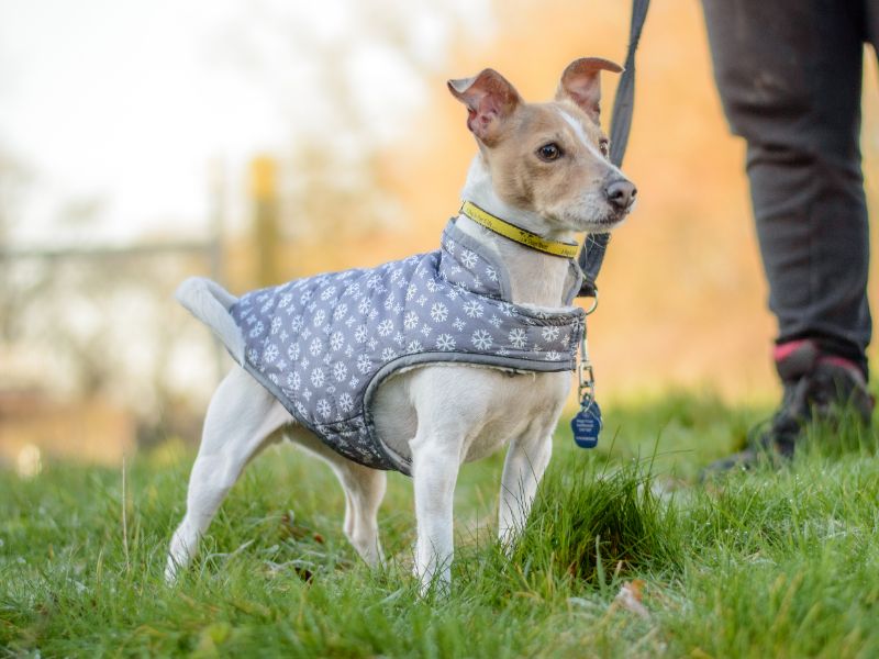 Jack Russell Terrier for adoption in Kenilworth, Warwickshire – 6 years old - Image 3 of 3
