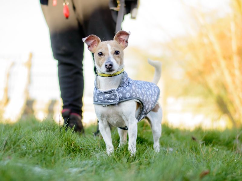 Jack Russell Terrier for adoption in Kenilworth, Warwickshire – 6 years old - Image 2 of 3