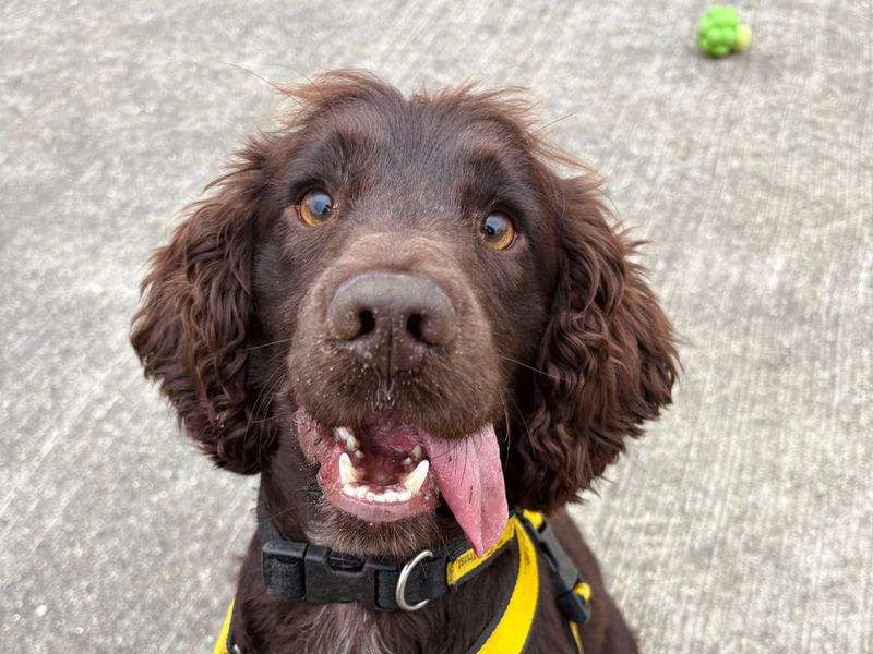 Alvin | Spaniel (Cocker) | Harefield West London - 1