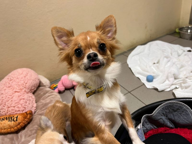 Chihuahua for adoption in Cardiff, Glamorgan – 1 year old
