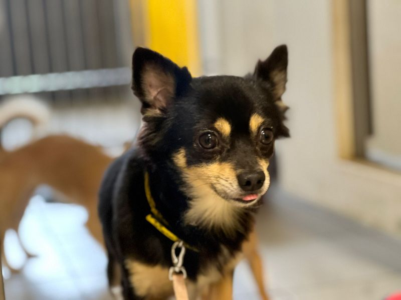 Chihuahua for adoption in Cardiff, Glamorgan – 2 years old - Image 2 of 4