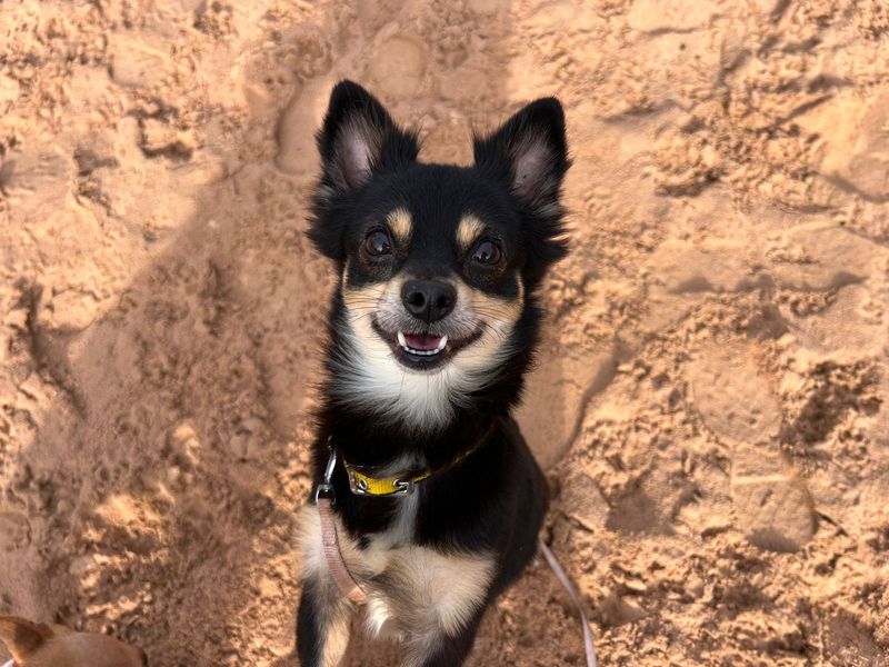 Chihuahua for adoption in Cardiff, Glamorgan – 2 years old - Image 4 of 4