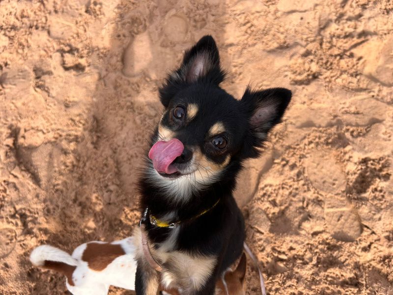 Chihuahua for adoption in Cardiff, Glamorgan – 2 years old