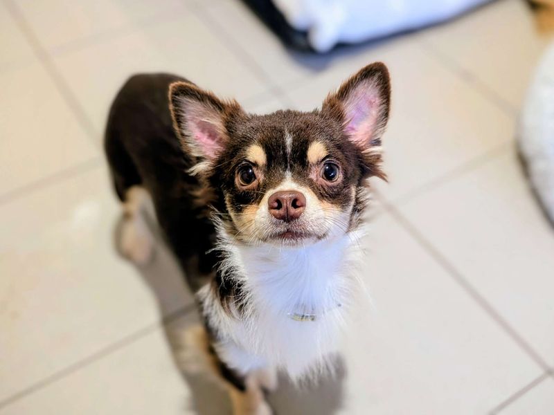 Chihuahua for adoption in Cardiff, Glamorgan – 2 years old - Image 2 of 3