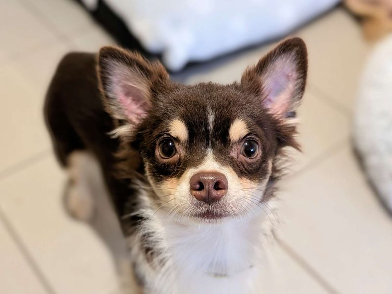 Chihuahua for adoption in Cardiff, Glamorgan – 2 years old